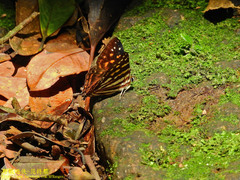 Dodona formosana