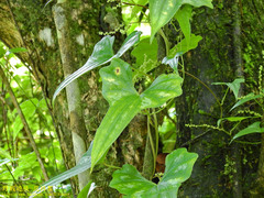 Dioscoreaceae