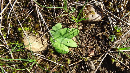 Freesia caryophyllacea