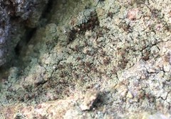 Chaenotheca trichialis