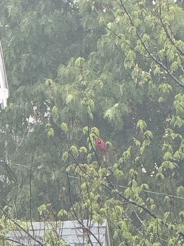 Northern Cardinal