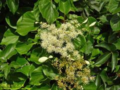 Hydrangea fauriei
