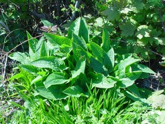 Symphytum × uplandicum