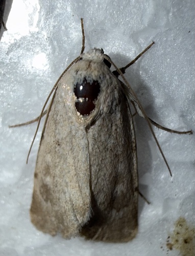 Leucocnemis perfundis