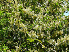 Itea