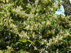 Itea