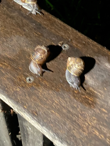 Garden Snail
