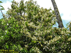 Itea