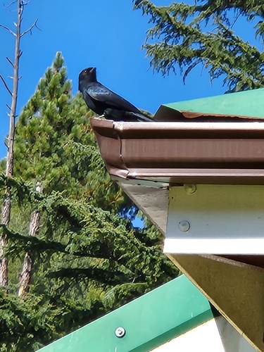 Fork-tailed Drongo
