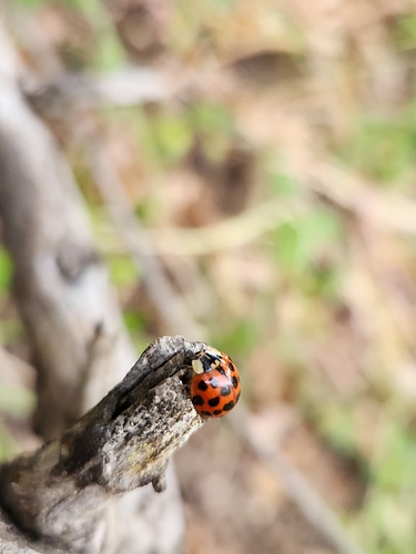 Asian Lady Beetle