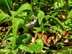 Cyphochilus crataceus