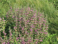 Phlomis herba-venti pungens
