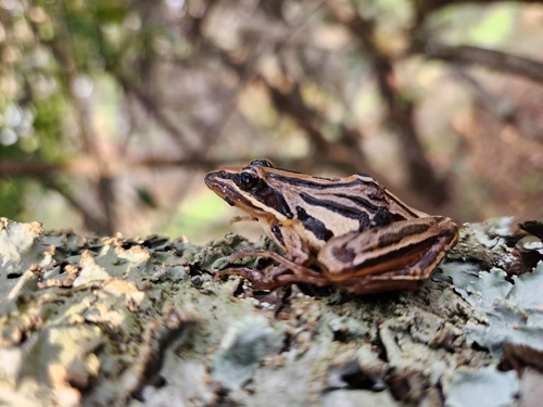 Striped Stream Frog