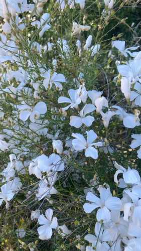 White Flax