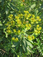 Euphorbia stepposa