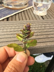 Ajuga reptans