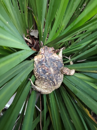 Cururu Toad