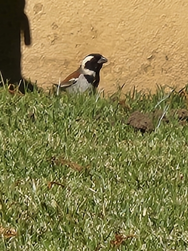 Cape Sparrow
