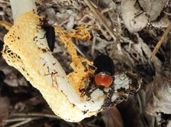 Necrophila brunnicollis