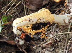 Necrophila brunnicollis