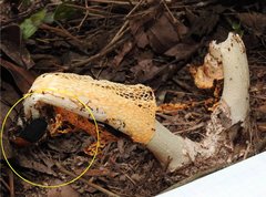 Necrophila brunnicollis