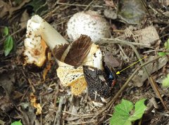 Necrophila brunnicollis