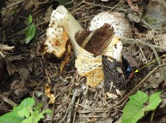 Necrophila brunnicollis