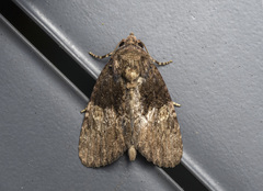 Stenopterygia calida