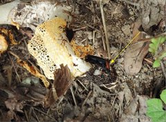 Necrophila brunnicollis