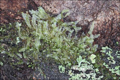 Lophocolea semiteres