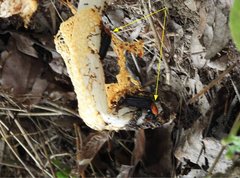 Necrophila brunnicollis