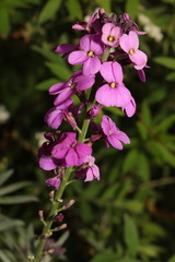 Erysimum linifolium