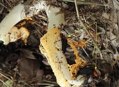 Necrophila brunnicollis