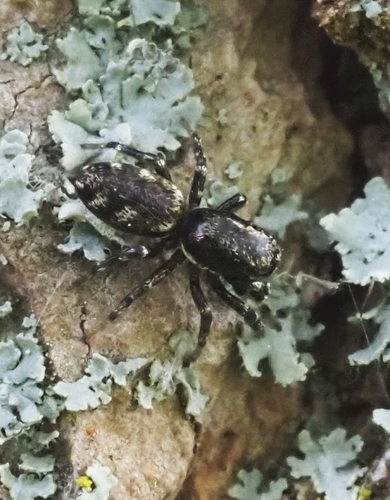 Schorszebraspin, 46342 Velen, Deutschland, photo 9 of 10