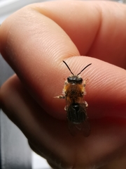 Andrena haemorrhoa