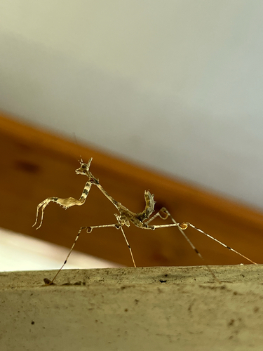 Cryptic Mantis