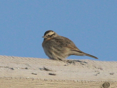 Prunella atrogularis