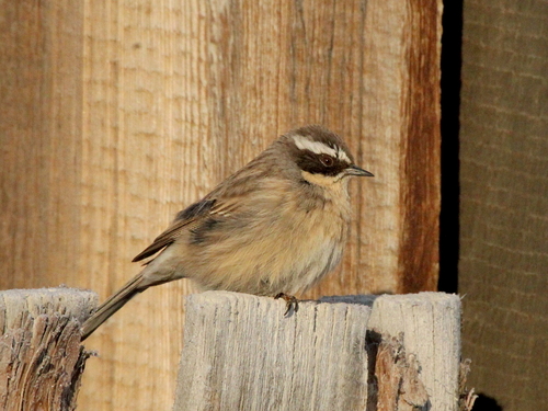 Brown Accentor (Prunella fulvescens), photo 2