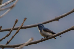 Ficedula superciliaris