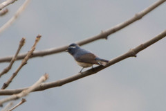 Ficedula superciliaris