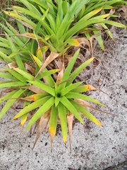 Vriesea neoglutinosa, photograph (c) Henrique Bitencourt, some rights reserved (CC BY-SA)