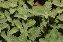 Nepeta racemosa