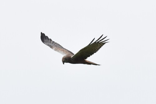 iNaturalist: (c) christophrandler, some rights reserved (CC BY-NC) iNaturalist image