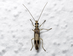 Oedemerini