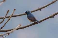 Ficedula superciliaris