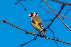 Carduelis carduelis
