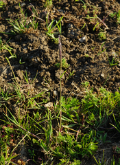 Alopecurus myosuroides