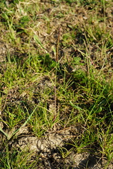 Alopecurus myosuroides