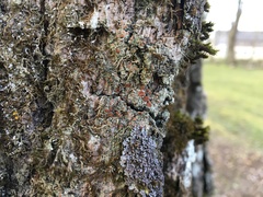 Bacidia rubella