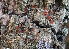 Bacidia rubella